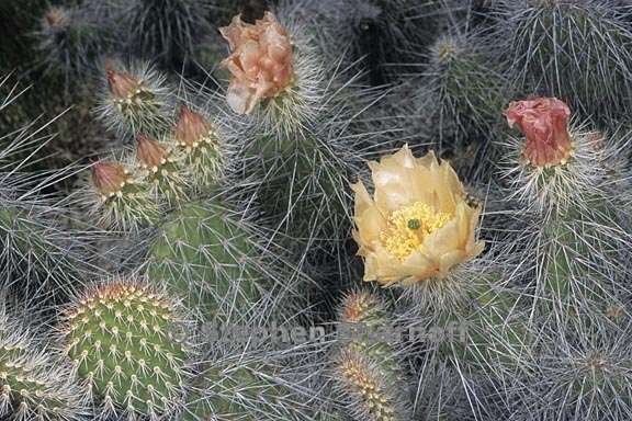 opuntia polycantha var erinacea 1 graphic